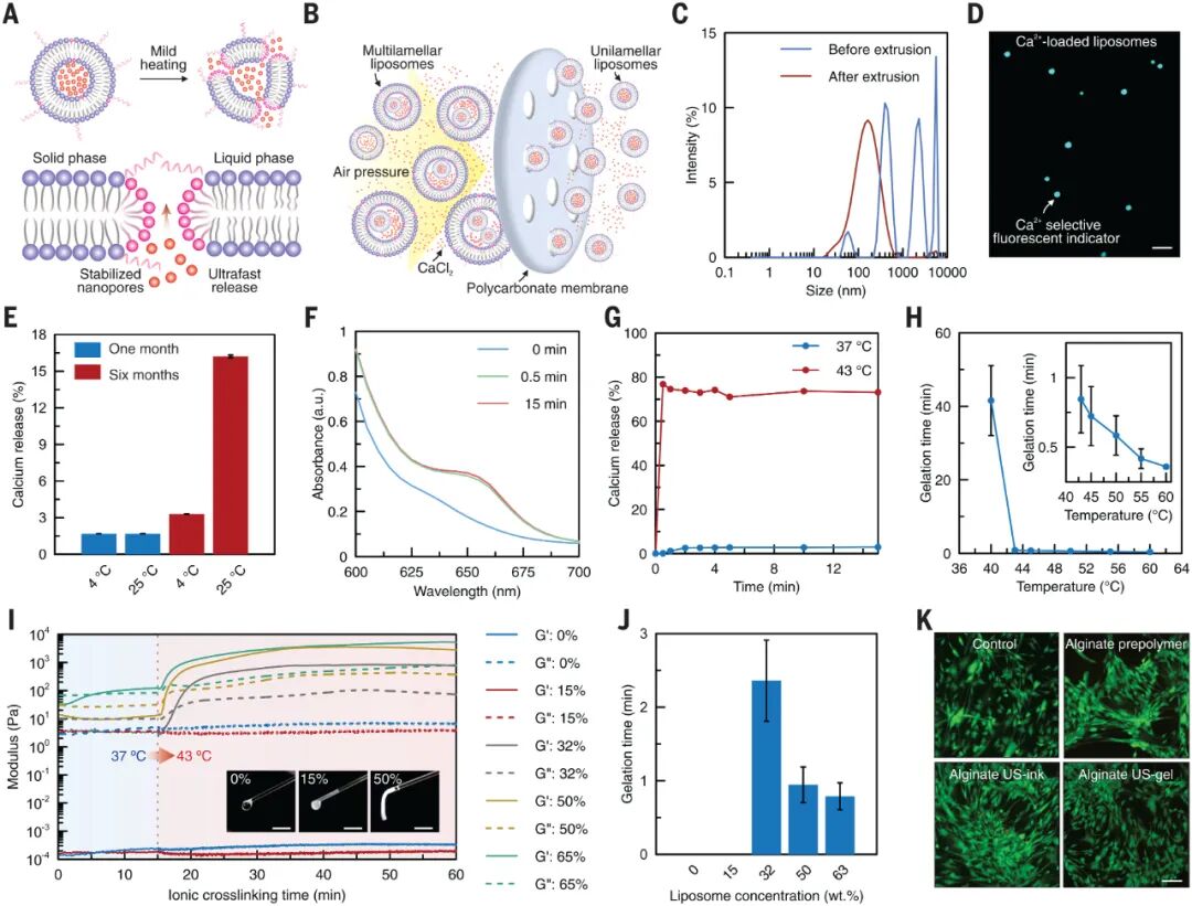 Ultrasound 3D Printing Enables Non-Invasive Surgery! Research Shows: Ultrasound-Guided In Vivo Acoustic Printing Technology Achieves High-Resolution Biological Structure Printing!