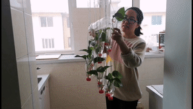 Innovative Practice School in Dalian: Excellent Micro-Class Broadcast (97) - Hydroponic Wind Chime Pothos
