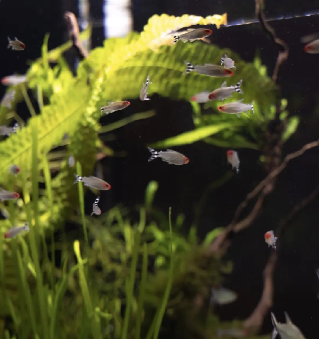 Custom Embedded Aquarium? Here Are Key Points to Discuss with Your Designer in Advance! (Aesthetic and Safety Considerations)