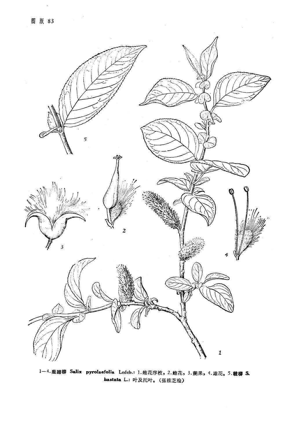The Life Code of Kanas: Salix pyrolifolia