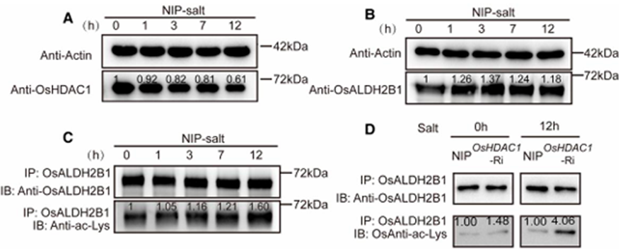 OsHDAC1 Deacetylates Aldehyde Dehydrogenase OsALDH2B1, Represses OsGR3, and Reduces Salt Tolerance in Rice