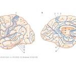 Fundamentals of Neural Rehabilitation: Brodmann Brain Cortex Areas