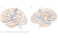 Fundamentals of Neural Rehabilitation: Brodmann Brain Cortex Areas