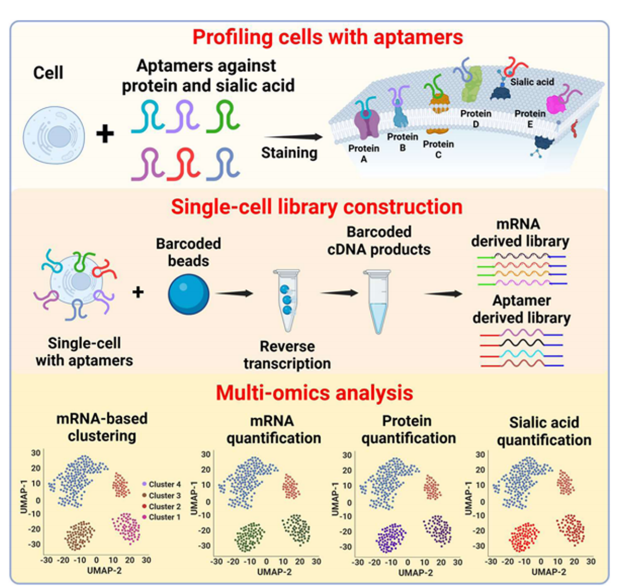 Literature Sharing | J Am Chem Soc: Quantitative Analysis of Single-Cell High-Throughput Multi-Omics Aptomics