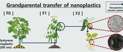 Grandparental Transfer of Nanoplastics in Pea Plants (Pisum sativum): Transmission from Soil to Third Generations