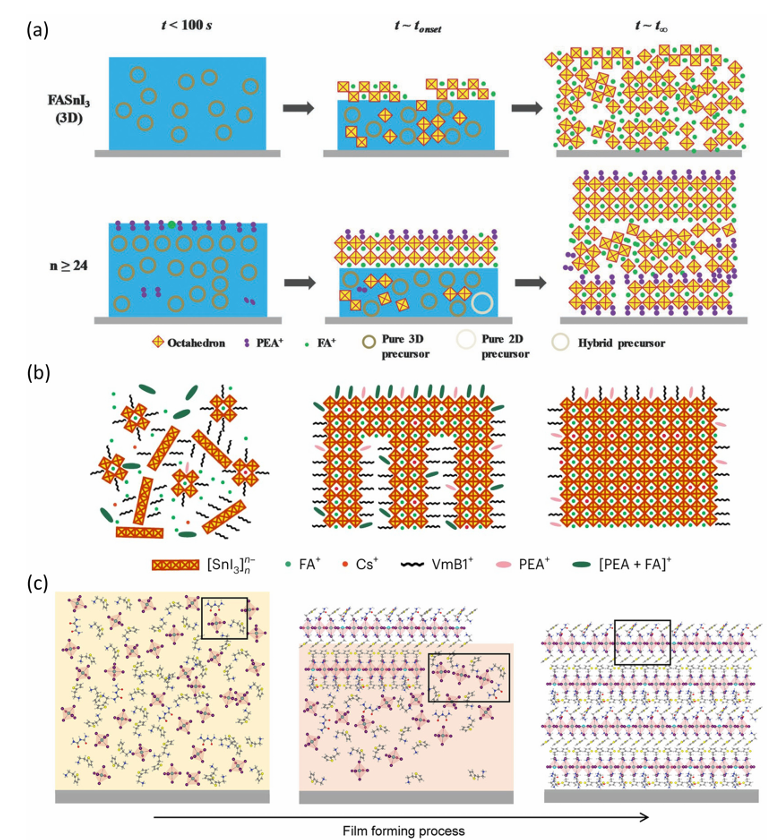Review by Wang Jianpu & Huang Wei from Nanjing University of Technology: Tin Halide Perovskite Light Emitting Diodes