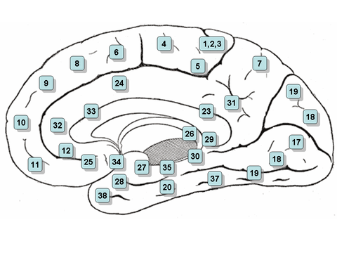 Fundamentals of Neural Rehabilitation: Brodmann Brain Cortex Areas