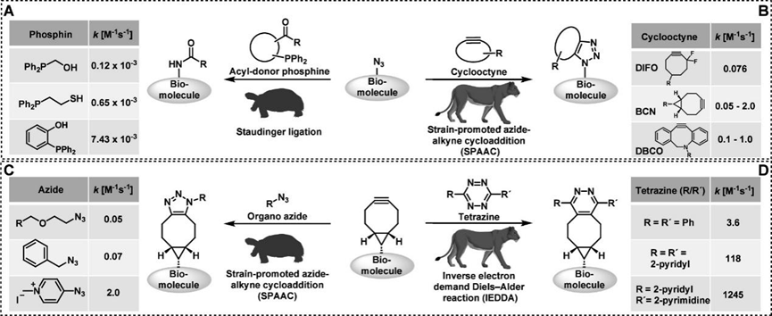 Not So Bioorthogonal Chemistry