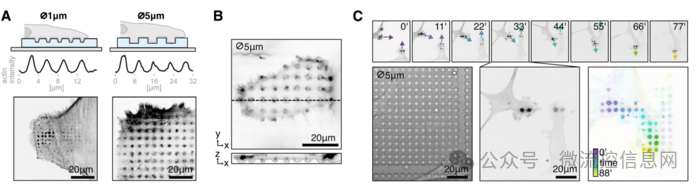 Lab Chip | 3D Printing + Standard Fluorescence Microscopy: Low-Cost Fabrication of Micron-Scale Biological Structures