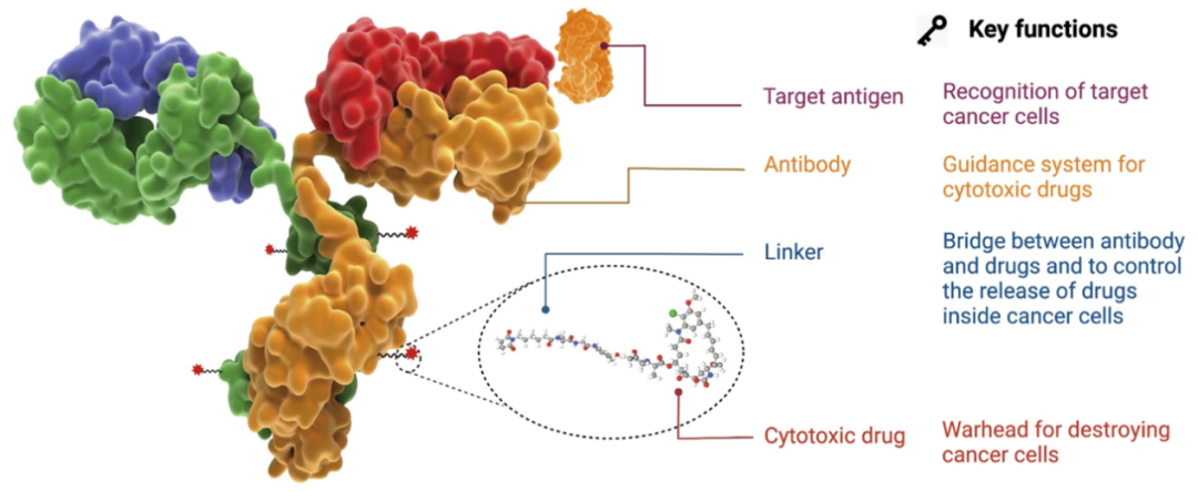 The Evolution of Antibody-Drug Conjugates (ADCs): Opportunities and Challenges