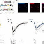 Zeng Linghui's Research Group at the Medical School Reveals the Mechanism by which Somatostatin Interneurons (SOM-INs) Regulate Excitatory Synapses through Astrocytic Purinergic Signaling