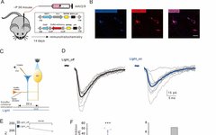 Zeng Linghui's Research Group at the Medical School Reveals the Mechanism by which Somatostatin Interneurons (SOM-INs) Regulate Excitatory Synapses through Astrocytic Purinergic Signaling
