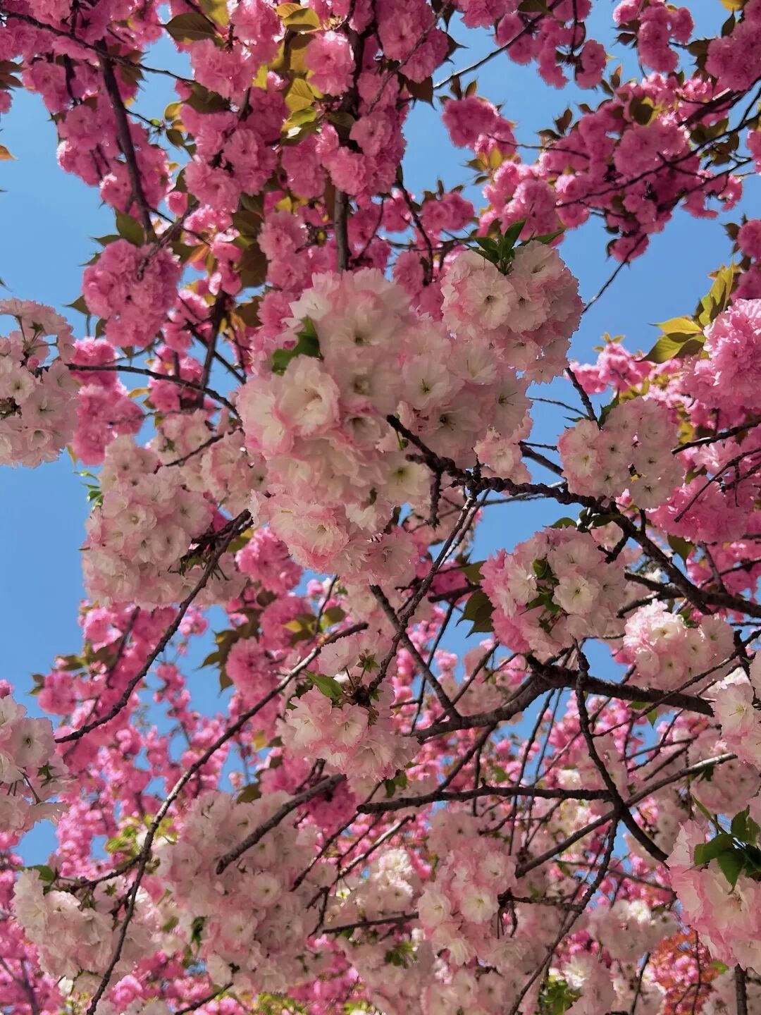 Campus Bluetooth at Xi'an Finance University: Have You Connected?