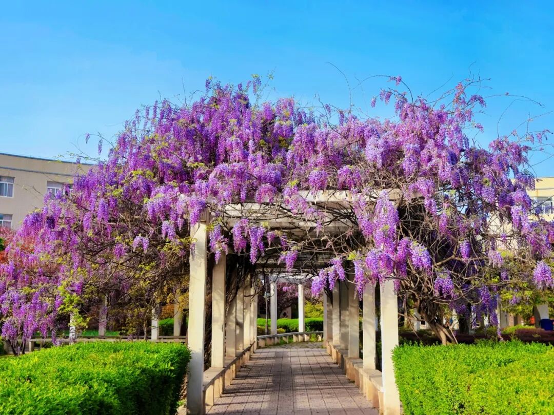 Campus Bluetooth at Xi'an Finance University: Have You Connected?