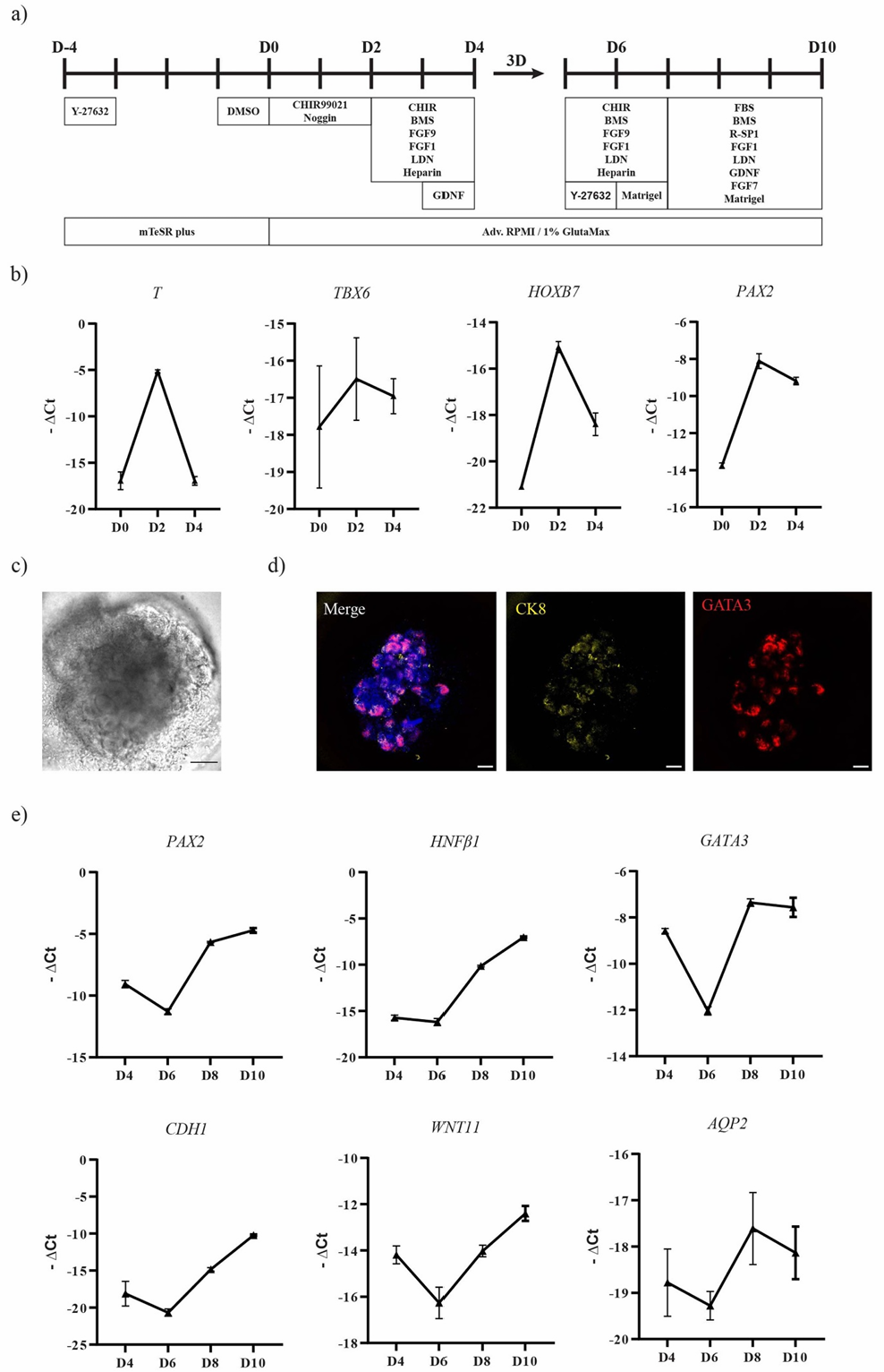 When Stem Cells Meet 3D Printing! Biofabrication: Microfluidic Bioprinting Technology Successfully 'Prints' Functional Kidney Organoids Responsive to Drugs