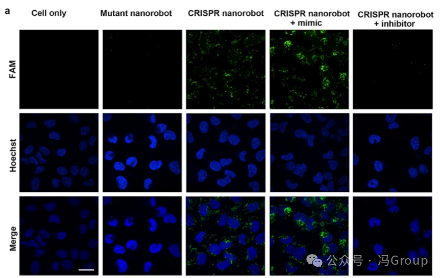 RNA-Activated CRISPR/Cas12a Nanorobots Operating in Live Cells