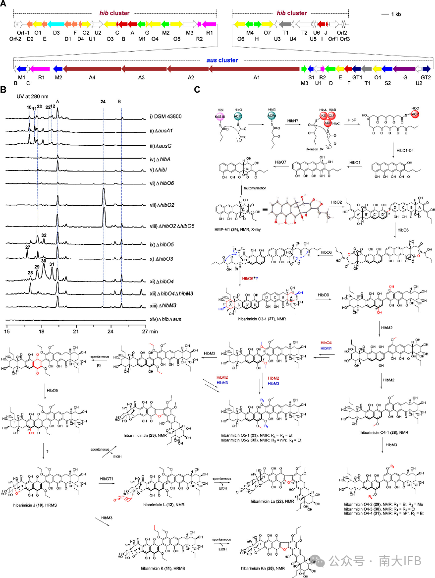 Uncovering the Molecular Landscape of Tetracycline Family Natural Products through Bacterial Genome Mining