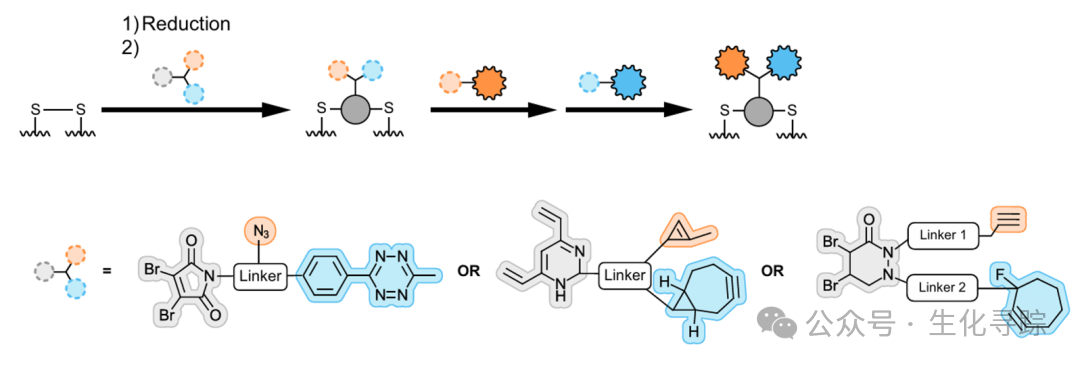 New Pathway for ADCs - Dual Payload ADCs