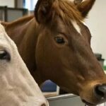 Concept and Usage of Multidimensional Arrays in C Language