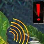 Real-time Detection of Plant Stress Using Nanosensors