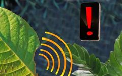 Real-time Detection of Plant Stress Using Nanosensors