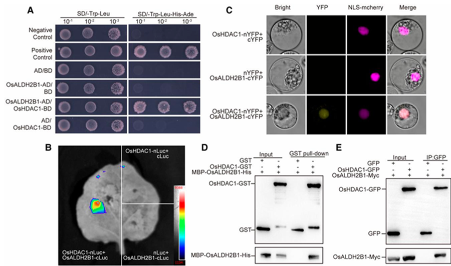 OsHDAC1 Deacetylates Aldehyde Dehydrogenase OsALDH2B1, Represses OsGR3, and Reduces Salt Tolerance in Rice