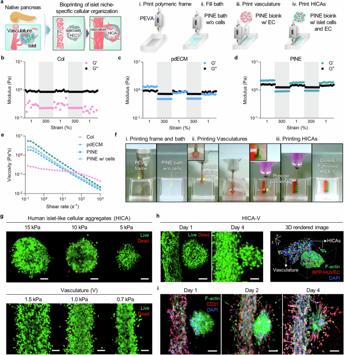 3D Printing of Islets: Can Printed Islets Treat Diabetes? Research Shows That Constructing Islet-Specific Microenvironments Through Bioprinting Technology Can Enhance Insulin Secretion!