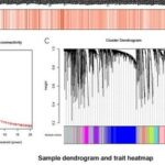 A Novel Stemness-Related lncRNA Signature Predicts Prognosis, Immune Infiltration, and Drug Sensitivity in Clear Cell Renal Cell Carcinoma
