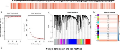 A Novel Stemness-Related lncRNA Signature Predicts Prognosis, Immune Infiltration, and Drug Sensitivity in Clear Cell Renal Cell Carcinoma