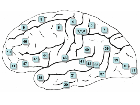 Fundamentals of Neural Rehabilitation: Brodmann Brain Cortex Areas