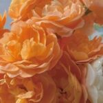 Pycopy: A Lightweight Version of Python for Embedded Systems!