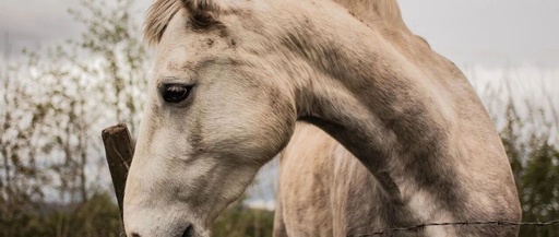 C#.NET HttpClient Usage Tutorial