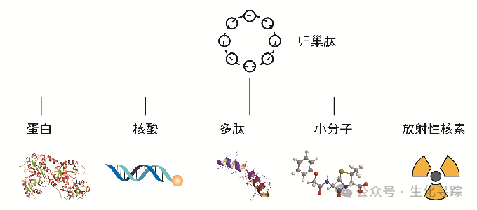 Understanding Peptide-Drug Conjugates (PDC) in the Wave of ADCs
