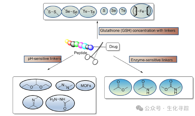Understanding Peptide-Drug Conjugates (PDC) in the Wave of ADCs