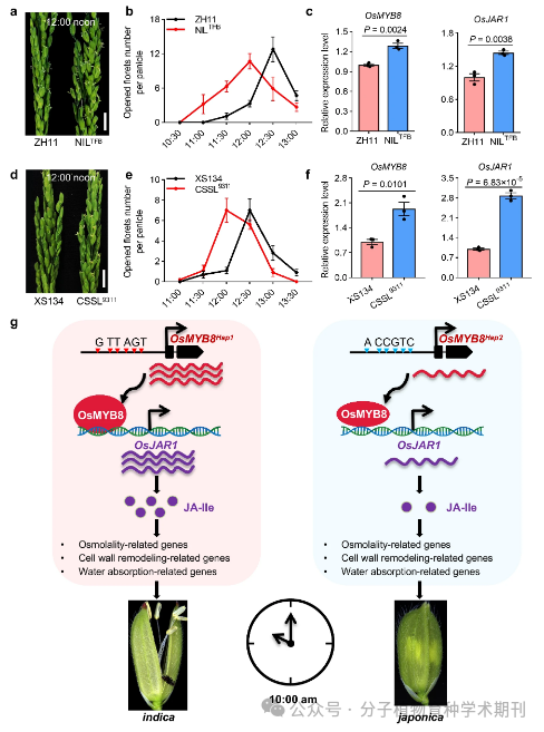 Recommended Reading: Genetic Regulation of Diurnal Flowering Time Differences in Rice: The Role of OsMYB8 and OsJAR1 Modules