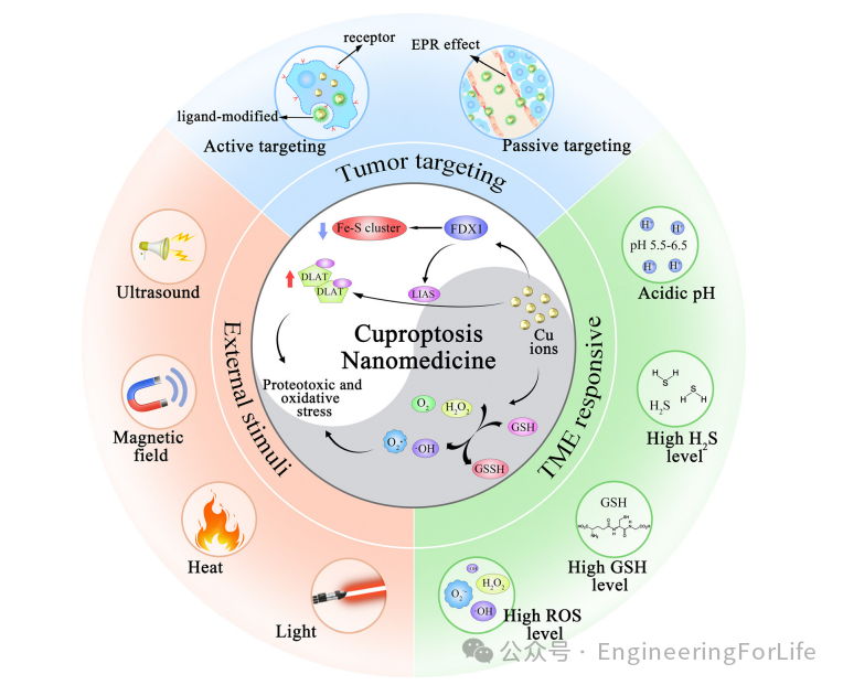 New Strategies for Cancer Treatment Using Copper Ions: Insights from Cuproptosis