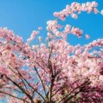 Cloud Native | 100 Virtualization Basics Q&A (Part 1), Recommended for Collection!