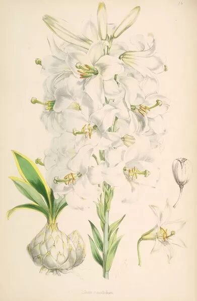 The Historical and Religious Significance of the Madonna Lily