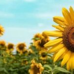 ICC Opinion: Discrepancies Between Pre-printed Invoice Content and Letter of Credit R812 (TA824rev)