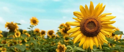 ICC Opinion: Discrepancies Between Pre-printed Invoice Content and Letter of Credit R812 (TA824rev)