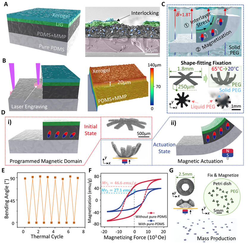A New Paradigm for Programming Magnetic-Controlled Microrobots: A Joint Achievement by Xi'an Jiaotong University, City University of Hong Kong, and the Max Planck Institute Published in PNAS!