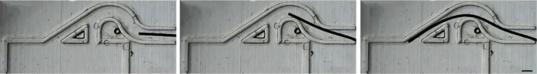 Beijing Institute of Technology Team Magnetizes Microrobots to Simulate Parkour in Blood Vessels and Manipulate Microscopic Objects