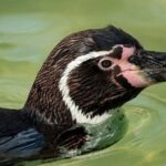 Linux btop Usage Tutorial