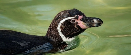 Linux btop Usage Tutorial