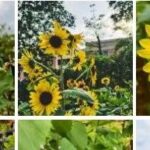 Advancing Artificial Intelligence General Education in Primary and Secondary Schools: Adhering to the "Six Principles"