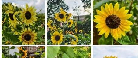 Advancing Artificial Intelligence General Education in Primary and Secondary Schools: Adhering to the "Six Principles"