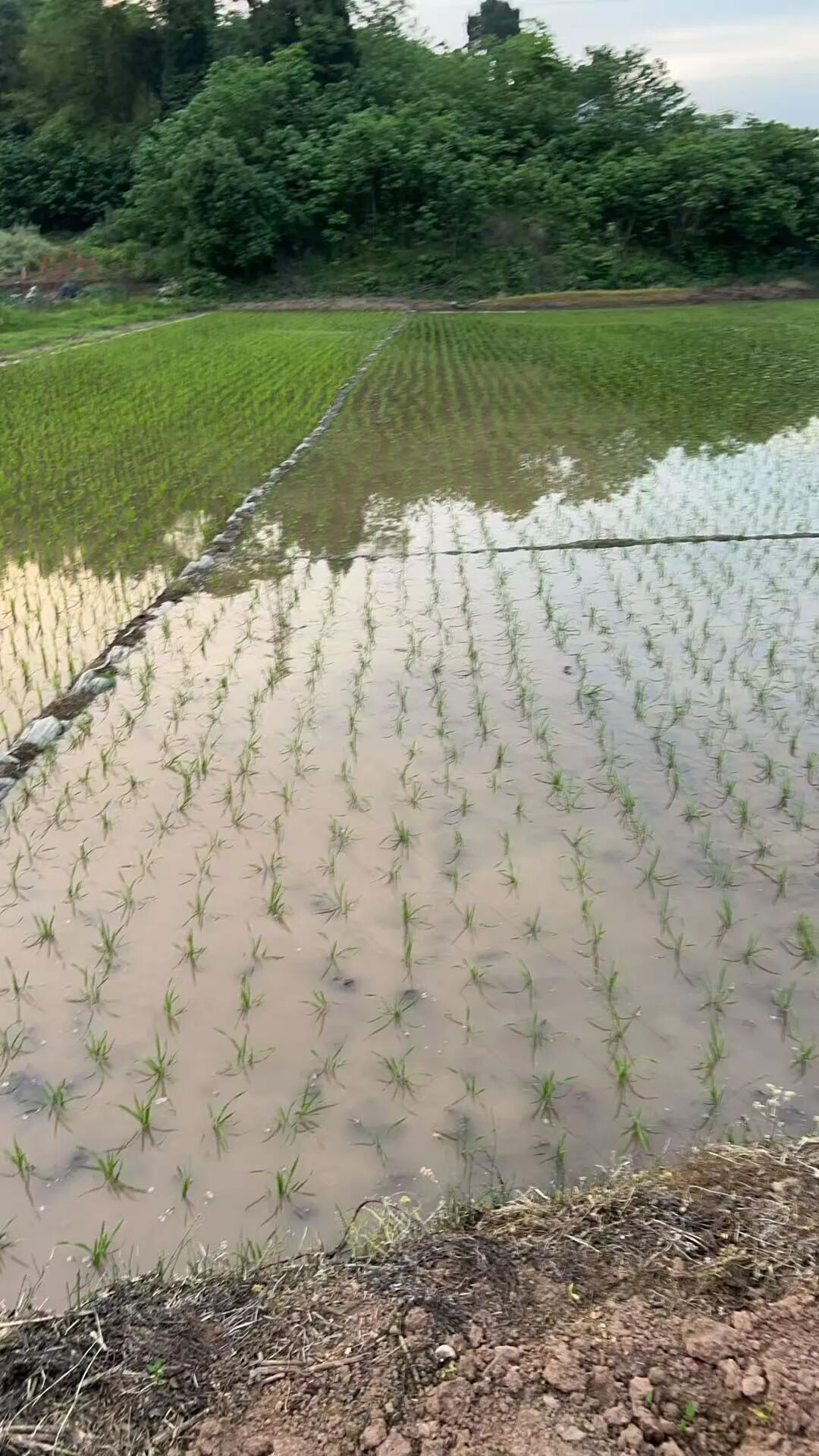 The Dance of Improvisation: The Unity of Body Awareness in Creation, Performance, and Appreciation