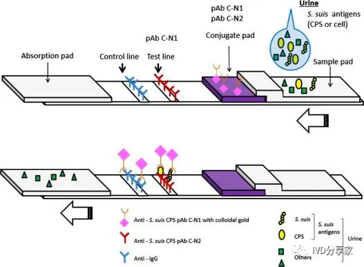 Principles of POCT Technology | Chemiluminescence, Biosensors, Microfluidics, Immunochromatography...