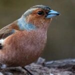 Detailed Usage of the Linux Watch Command