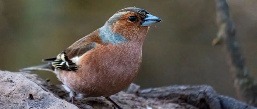 Detailed Usage of the Linux Watch Command